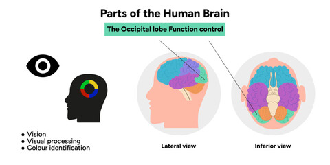Parts of Human brain anatomy with colored parts diagram medical illustration. Occipital lobe function control