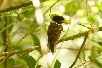The scaly-breasted kingfisher or regent kingfisher (Actenoides princeps) is a species of bird in the family Alcedinidae endemic to  Sulawesi in Indonesia.