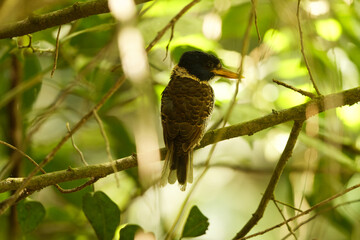 The scaly-breasted kingfisher or regent kingfisher (Actenoides princeps) is a species of bird in the family Alcedinidae endemic to  Sulawesi in Indonesia.