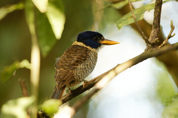 The scaly-breasted kingfisher or regent kingfisher (Actenoides princeps) is a species of bird in the family Alcedinidae endemic to  Sulawesi in Indonesia.