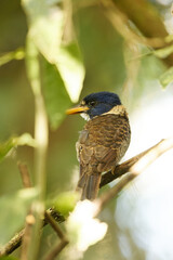 The scaly-breasted kingfisher or regent kingfisher (Actenoides princeps) is a species of bird in the family Alcedinidae endemic to  Sulawesi in Indonesia.