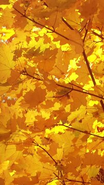 Beautiful vertical video of a golden autumn leaves sway in a sunlight