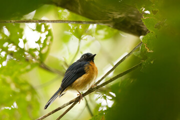 Sulawesi blue flycatcher (Cyornis omissus) is a species of bird in the family Muscicapidae. It is endemic to Sulawesi island, Indonesia.