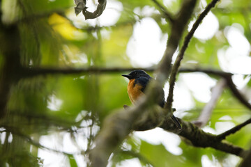 Sulawesi blue flycatcher (Cyornis omissus) is a species of bird in the family Muscicapidae. It is endemic to Sulawesi island, Indonesia.