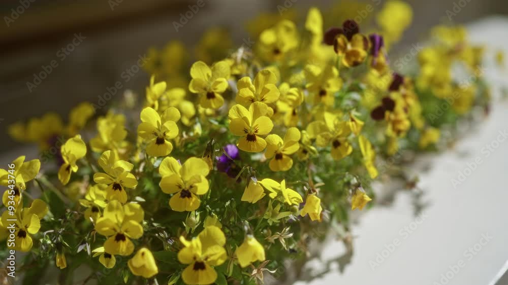 Wall mural Bright yellow blooms of the wild pansy, also known as viola tricolor, found outdoors in the sunny region of puglia, italy, highlighting the vibrant floral beauty in full bloom.