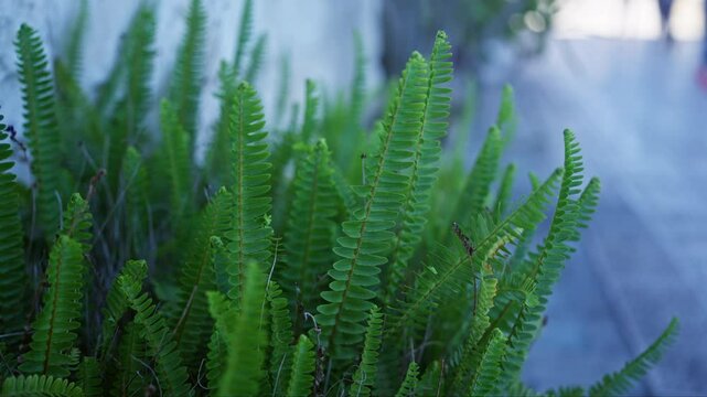 Closeup of asplenium ceterach, also known as rusty-back fern, outdoors in puglia, italy with vibrant green fronds against a blurred background.