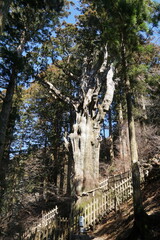 玉置神社・神代杉