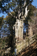 玉置神社・神代杉 © Bosporus