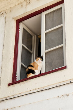 Coimbra, Portugal. Cat keeps an eye on the neighborhood.