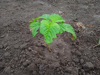 plant in soil
