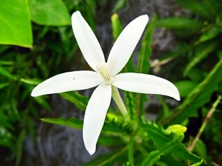 white flower with dew drops