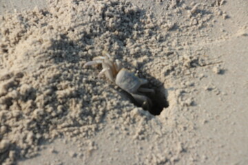 Fototapeta premium Ghost Crab, Corsons Inlet, NJ