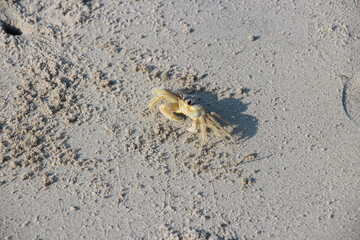 Ghost Crab, Corsons Inlet, NJ