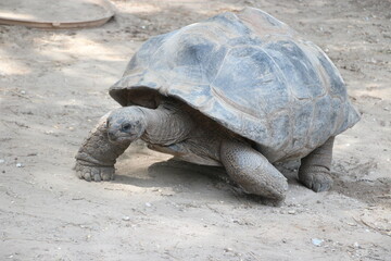 giant galapagos turtle