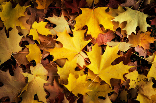 Red, Orange and yellow maples leaves in Autumn. - Powered by Adobe