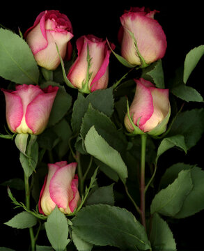 Ombre Tea Rose on Black Background