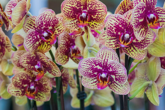 Speckled peach orchids