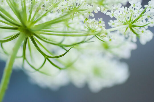 Queen Anne's lace flower