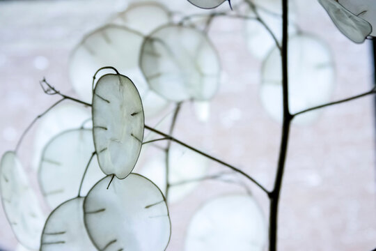 White money plant pods