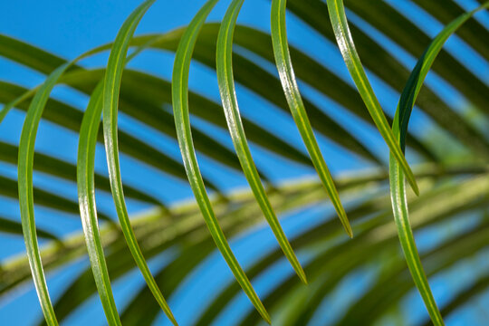 Areca palm, USA.