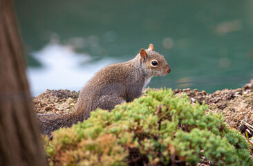 Squirel collecting acorns and nuts