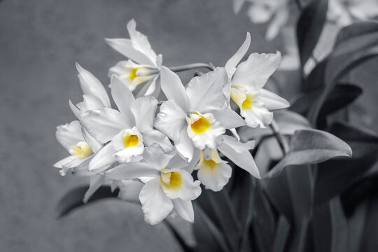 Apple blossom, Iwanagara orchid, USA