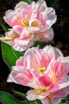 Pink double early tulip, USA