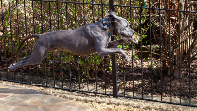 Dog running through a backyard in winter