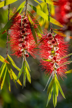 Flowers of a bottlebrush shrub