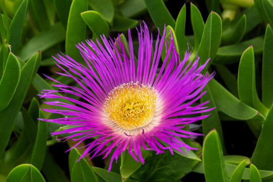 Hottentot fig plant