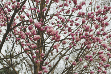 Magnolias in Bloom: A Beautiful Spring Landscape