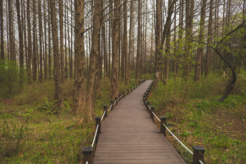 Obraz premium Lush Walking Trail Through the Forest: A Serene Nature Escape