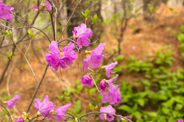 Obraz premium Azaleas in Bloom: A Stunning Spring Landscape