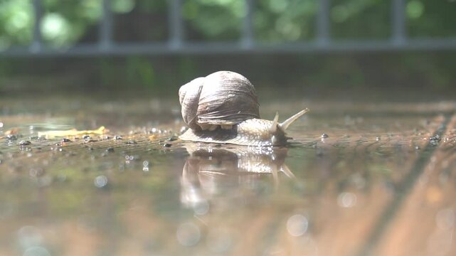 slow background animal nature slimy macro snail wet shell closeup gastropod close-up spiral