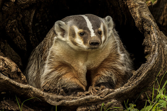 American Badger.