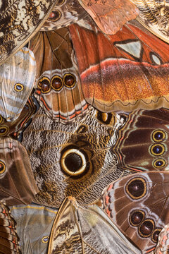 Close-up pattern in butterfly wings.