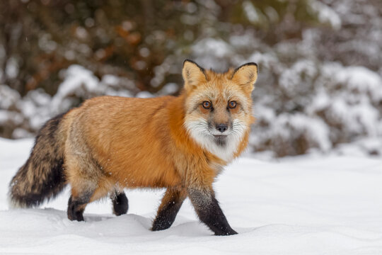 Red fox walking through fresh snow, Vulpes vulpes.