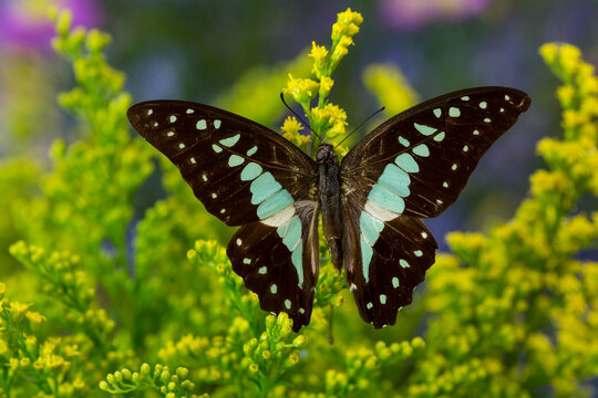 The Lesser Jay Butterfly, Graphium evemon orthia