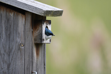 Tree Swallow peeking outside a birdhouse