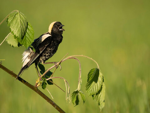 Bobolink, Dolichonyx oryzivorus, Pennsylvania, USA