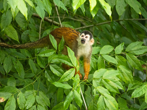 Central American Squirrel Monkey, Saimiri oerstedii, climbing tree in Costa Rica, Central America