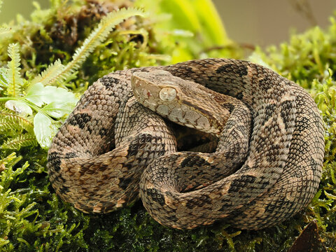 Fer de Lance, Bothrops asper, venomous viper, Costa Rica, Central America
