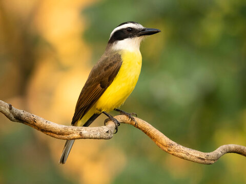 Great Kiskadee Flycatcher, Pitangus Sulphuratus, Pantanal, Brazil, South America