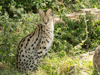 Serval, Felis serval, Tanzania, Africa