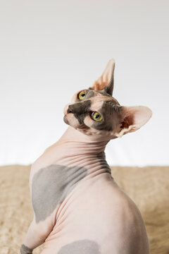 A hairless sphinx cat poses for a portrait (PR)