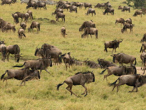 White-bearded Gnu, Connochaetes taurinus, Serengeti National Park, Tanzania, Africa