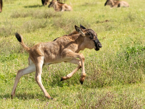White Bearded Gnu, Connochaetes taurinus, calf, Ngorongoro Conservation Area, Serengeti National Park, Tanzania, Africa