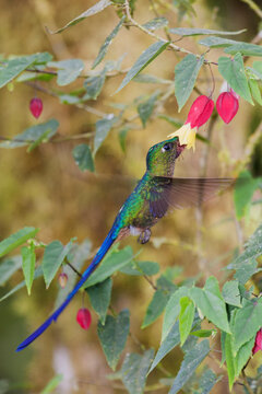 Violet-tailed sylph foraging