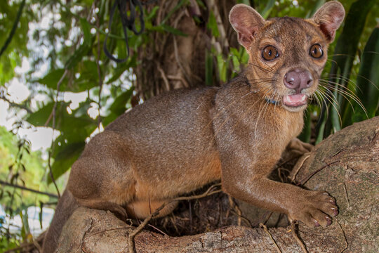 Endangered vicious fossa.