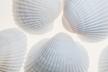 Shells with light